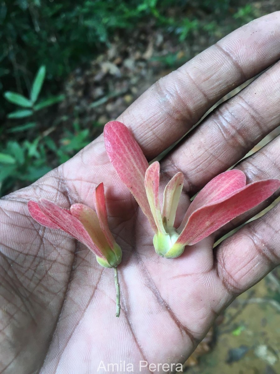 Shorea oblongifolia Thwaites